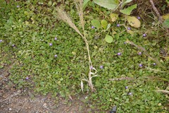 Hygrophila serpyllum